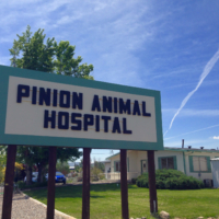 What Do Veterinarians Do? Surgery on a Rockfish Vet Set Go