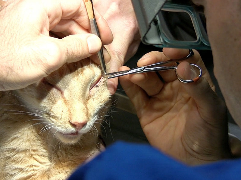 cat-eye-sutures-gallery-web