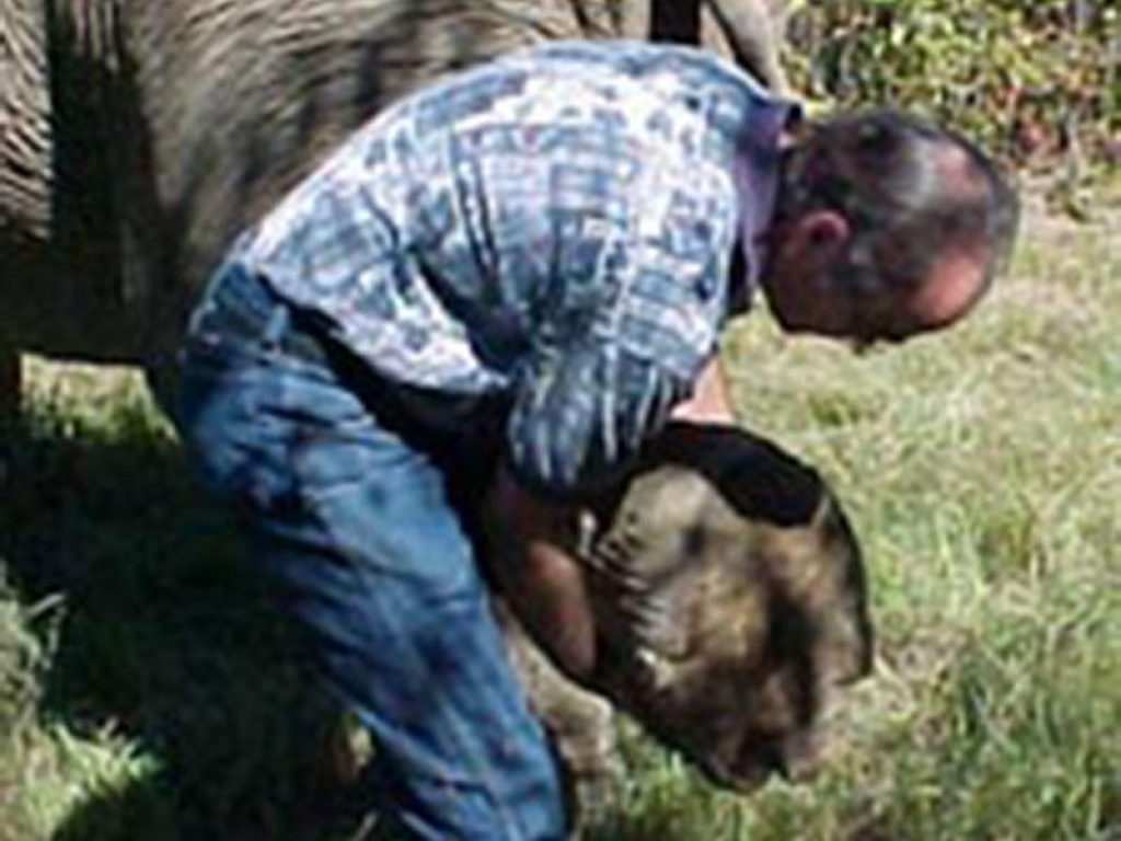 veterinarian-elephant-foot-exam-gallery-web