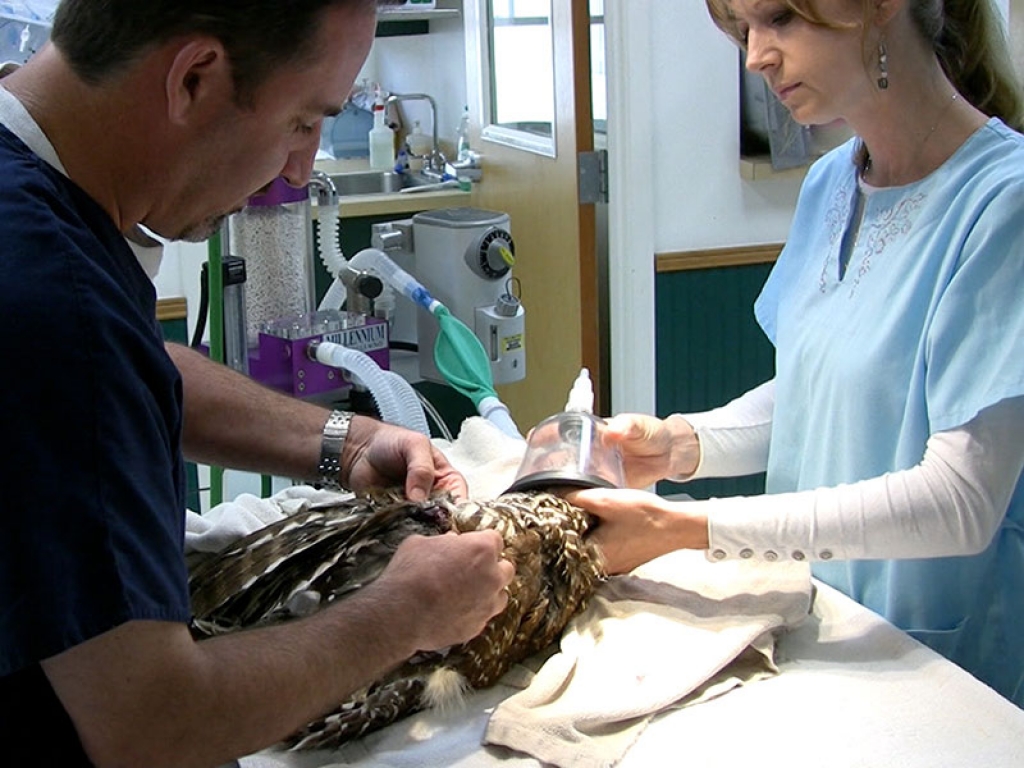 Veterinarian-Examines-Owl-gallery-web